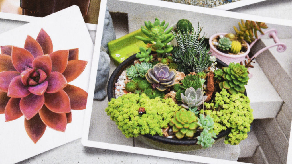 LEGO The Botanical Collection 10309 Succulents 44 1024x576
