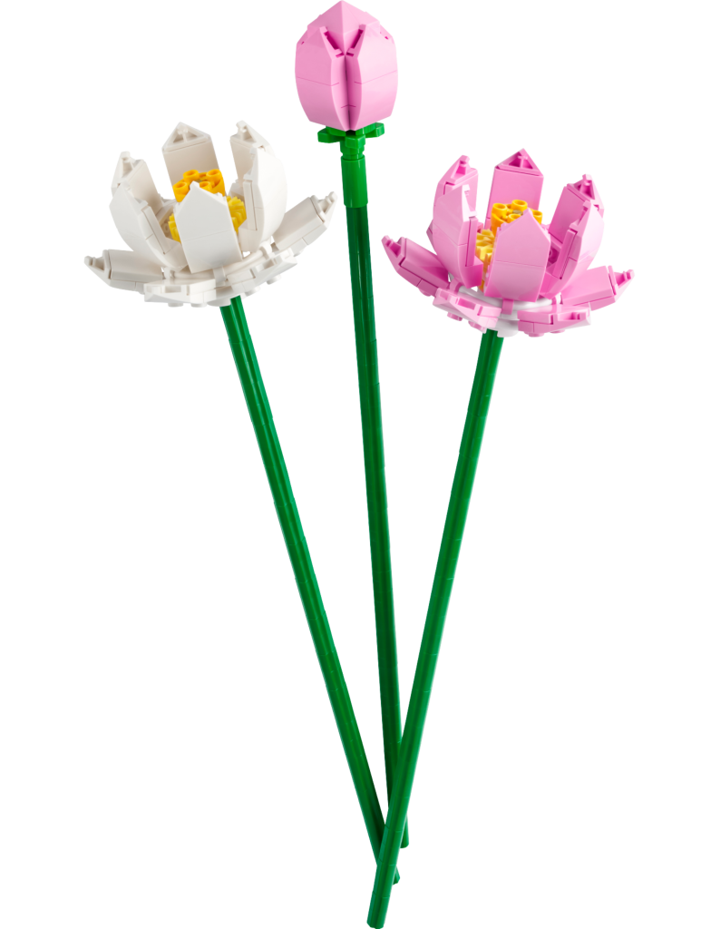 40647 lotus flowers 784x1024